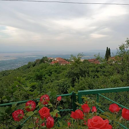 Guesthouse Kiko Sighnaghi Exterior photo