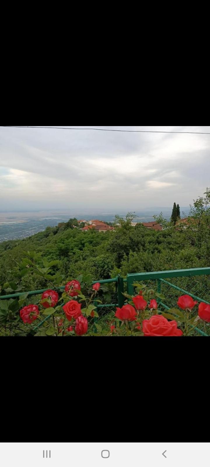 Guesthouse Kiko Sighnaghi Exterior photo